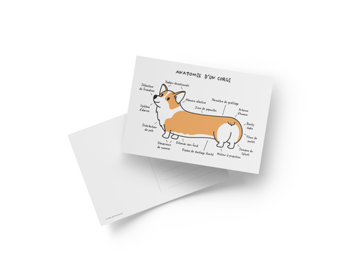 Carte Postale - Anatomie d'un corgi